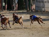 Golden Rabbit European Sandtrack-Derby Th. Ernst (131)